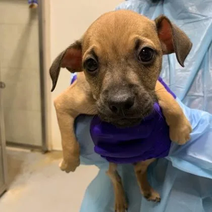 A baby small-sized male Mixed Breed dog named Chimi for adoption in West Chester, PA