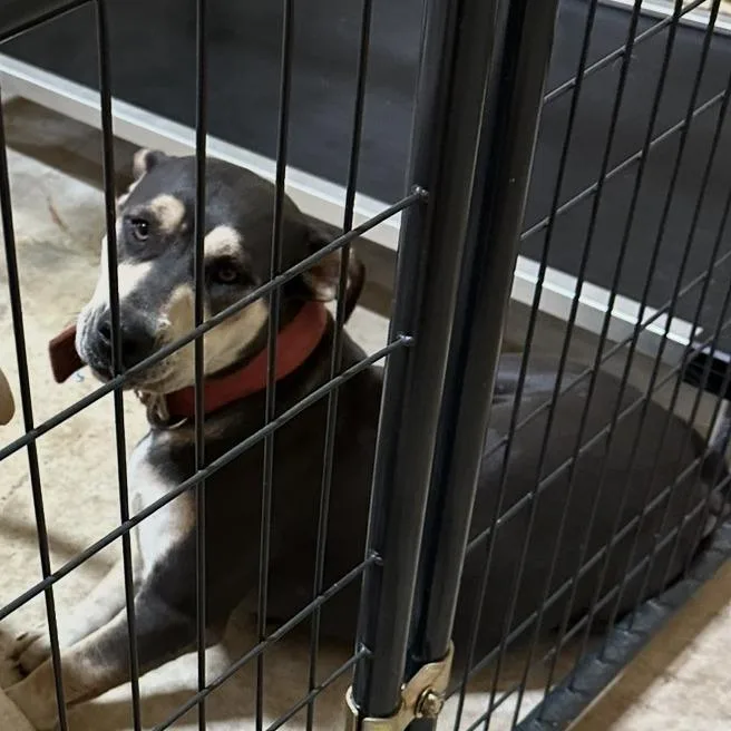 An adult large-sized female Brown / Chocolate Pit Bull Terrier dog named Sfoastray for adoption in San Saba, TX