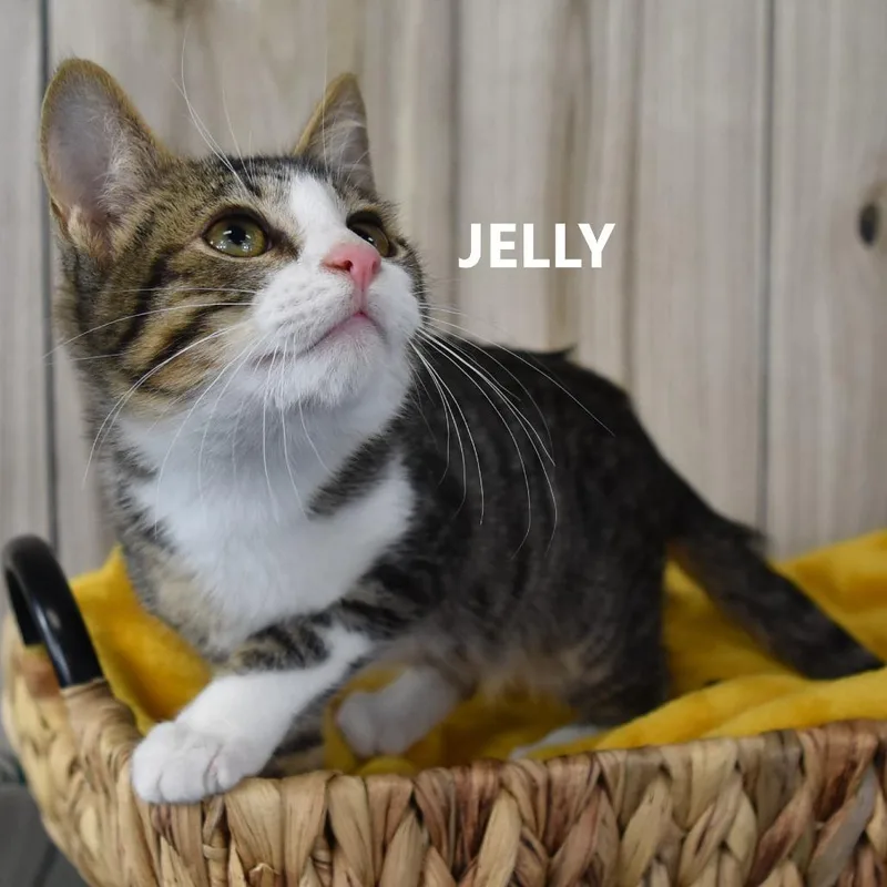 A young medium-sized male Brown / Chocolate Domestic Short Hair cat named JellyJasper for adoption in Yuma, AZ