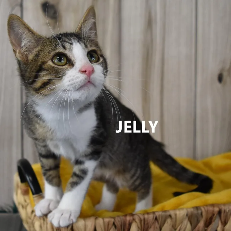 JellyJasper thumbnail 3
