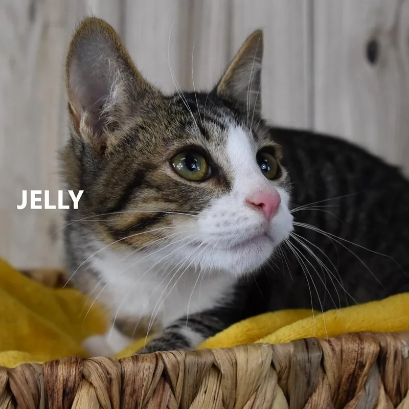 JellyJasper thumbnail 4