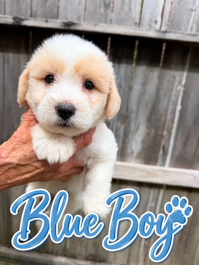 A baby medium-sized male Terrier dog named BlUE BOY for adoption in Spring, TX
