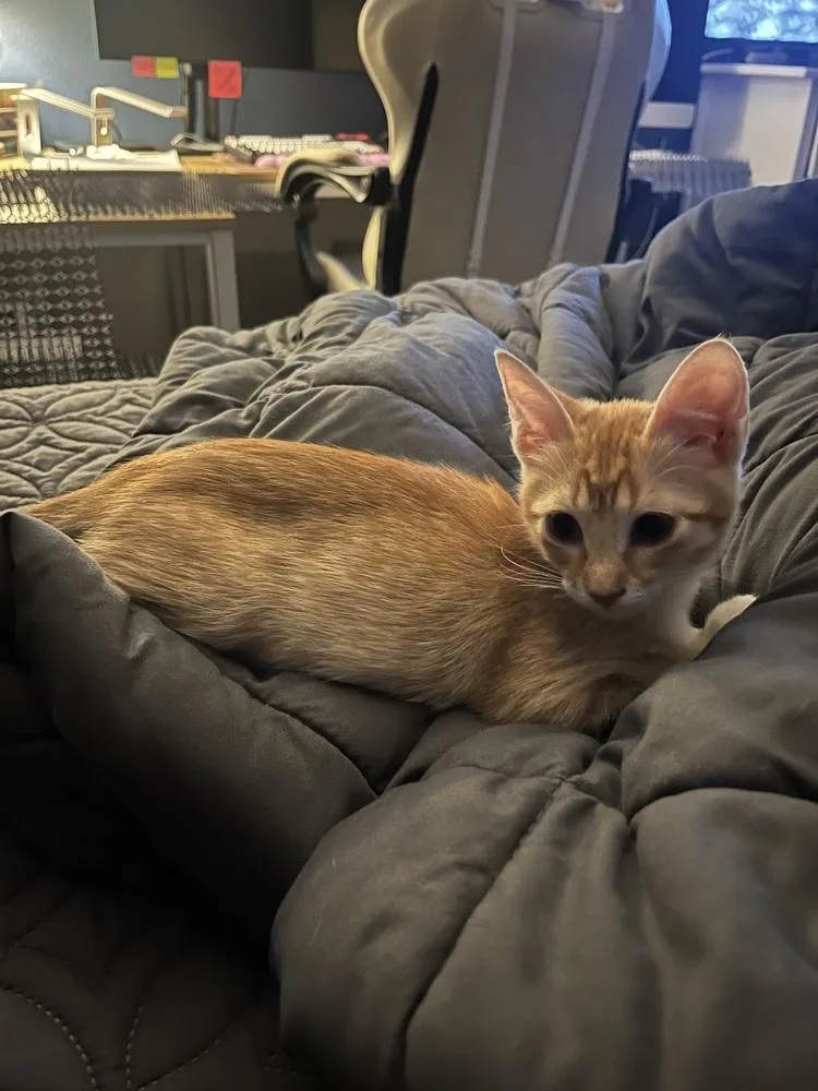 A baby small-sized female Orange & White Domestic Short Hair cat named Timber for adoption in Dallas, TX