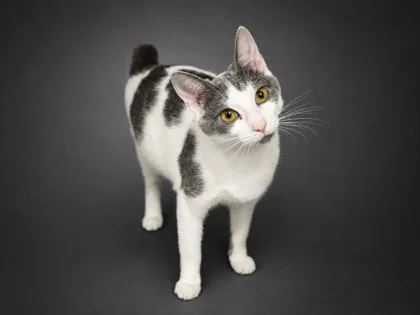 An adult small-sized female Domestic Short Hair cat named Smokey for adoption in Bowling Green, KY