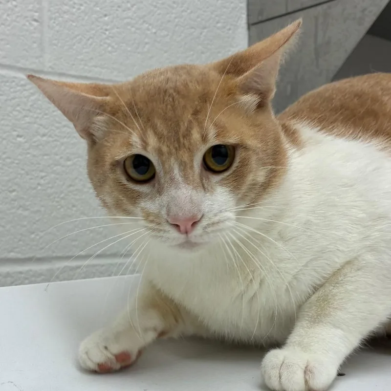 A young medium-sized male Buff / Tan / Fawn Domestic Short Hair cat named Edelweiss for adoption in Corpus Christi, TX