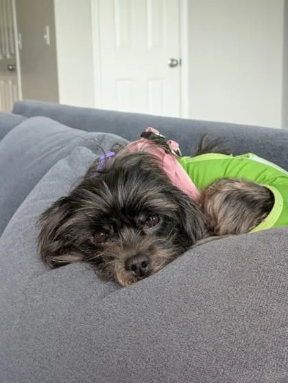 An adult small-sized female Terrier dog named Little Bit for adoption in Hillsboro, OR