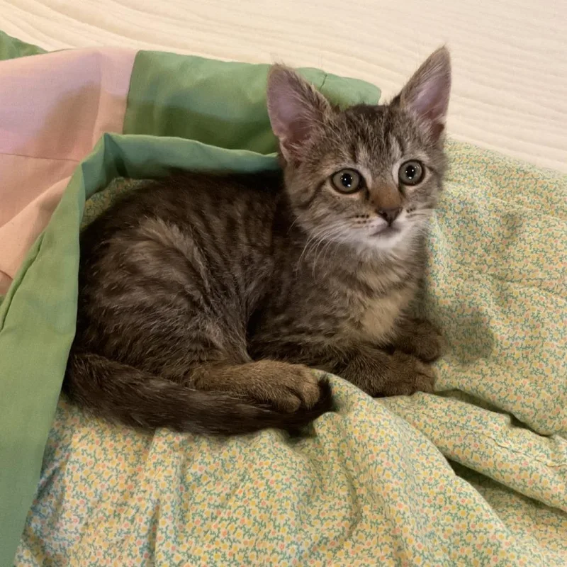 A baby small-sized female Brown / Chocolate Domestic Short Hair cat named Princess Lolly for adoption in Phoenix, AZ