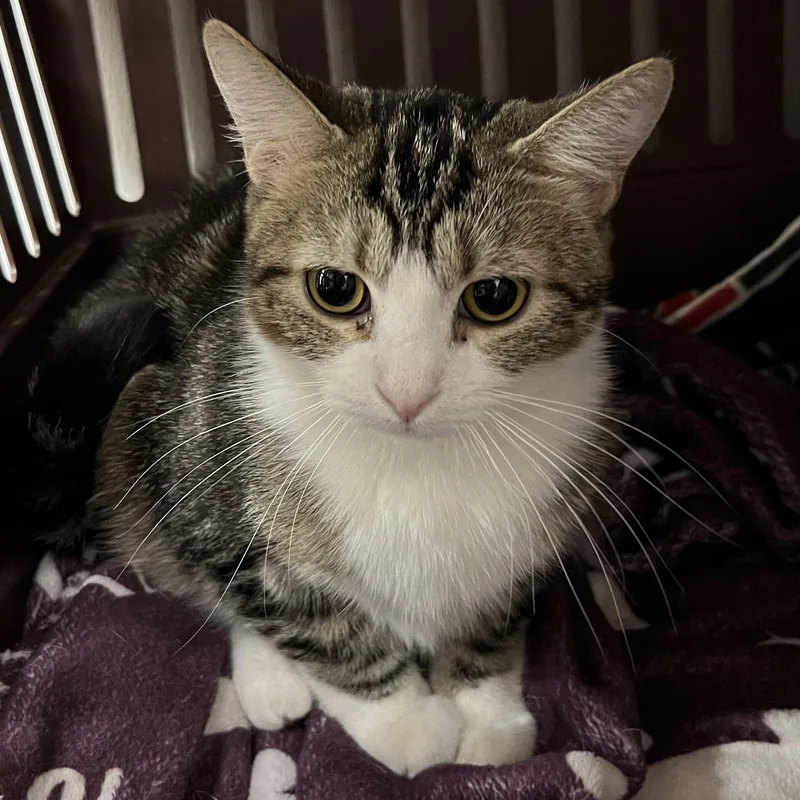 A baby small-sized female Tabby (Brown / Chocolate) Domestic Short Hair cat named Regina George for adoption in Spencer, IA