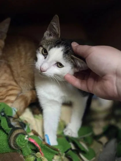 A baby small-sized male Domestic Short Hair cat named Luther for adoption in Westland, MI
