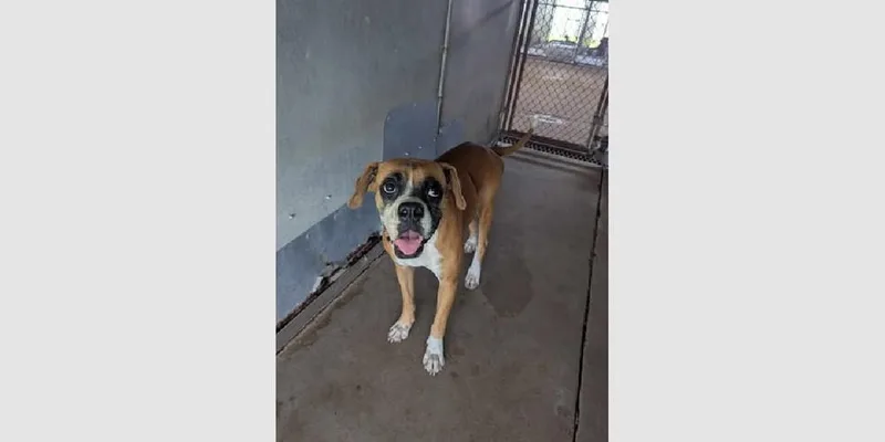 An adult medium-sized female Boxer dog named Tesora for adoption in Hewitt, TX