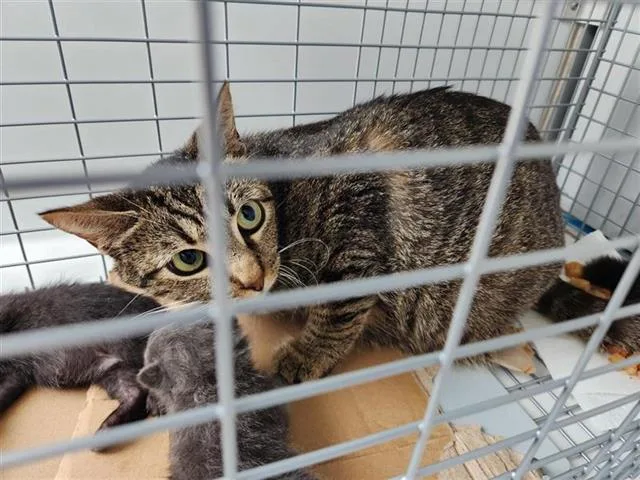 A young medium-sized female Domestic Short Hair cat named A for adoption in Houston, TX