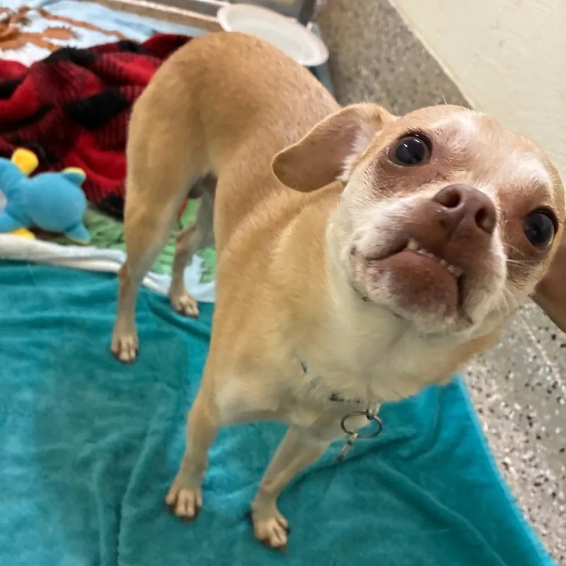 An adult small-sized male Yellow / Tan / Blond / Fawn Mixed Breed dog named Poncho for adoption in Pensacola, FL