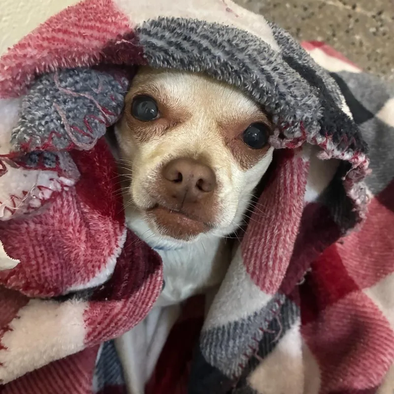 Poncho thumbnail 4