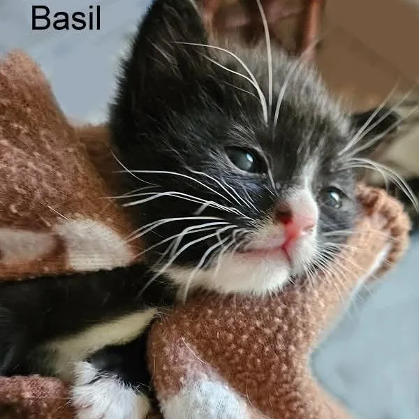 Basil