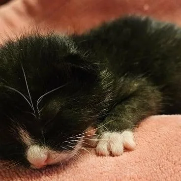 Basil thumbnail 2