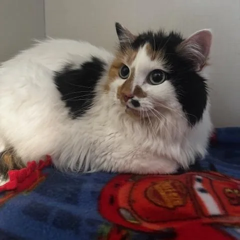Cece