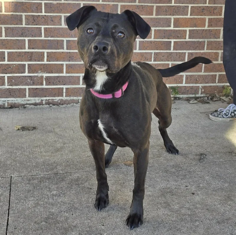 Rosie Mae thumbnail 2