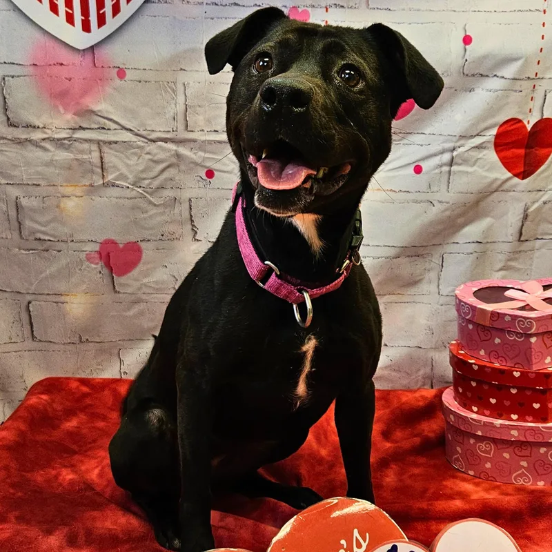 Rosie Mae thumbnail 3