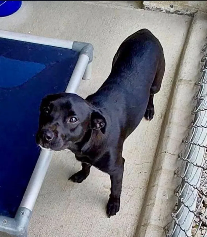 A baby small-sized female Terrier dog named Daliah for adoption in Blountville, TN