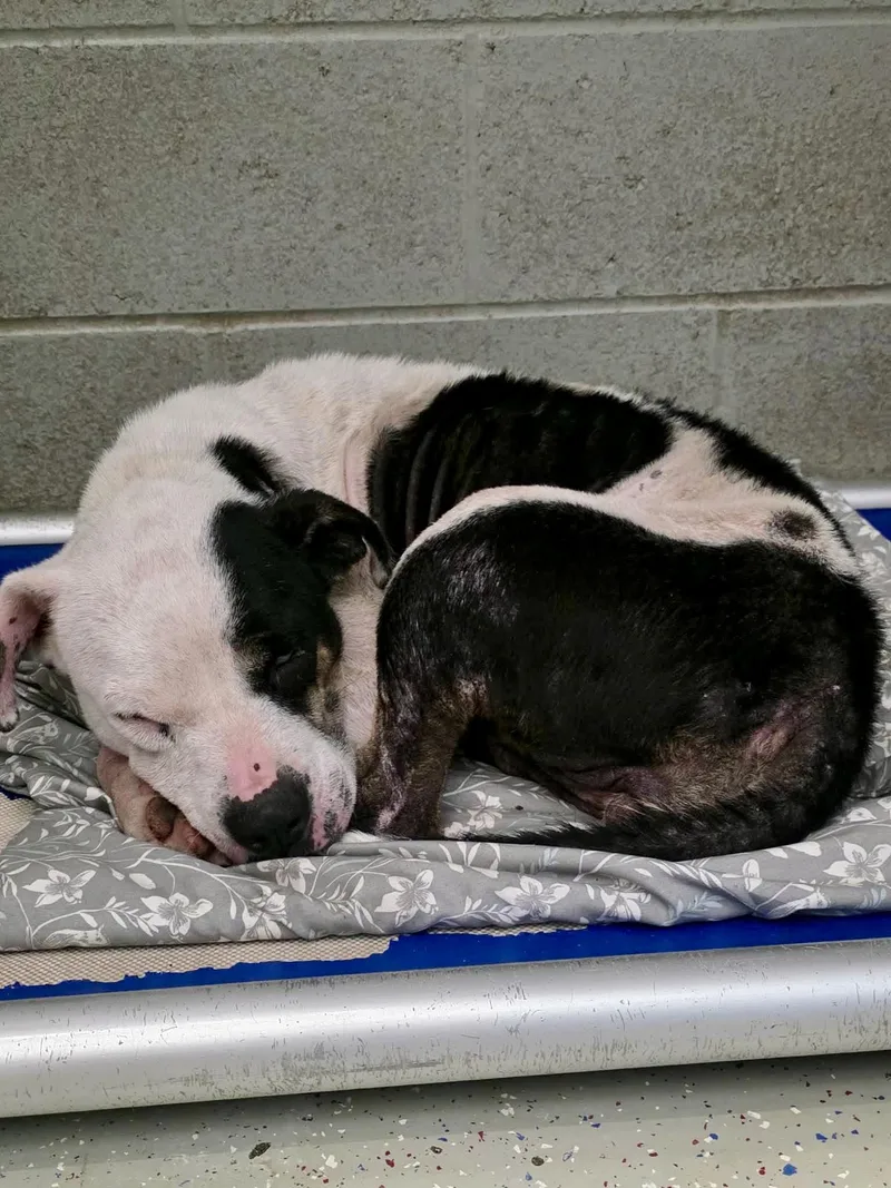 A young medium-sized female Pit Bull Terrier dog named Bessie for adoption in Detroit Lakes, MN