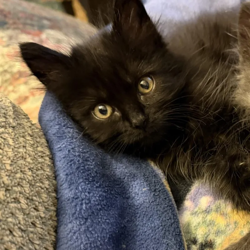 A baby small-sized female Domestic Medium Hair cat named Soot Sprite for adoption in Tacoma, WA