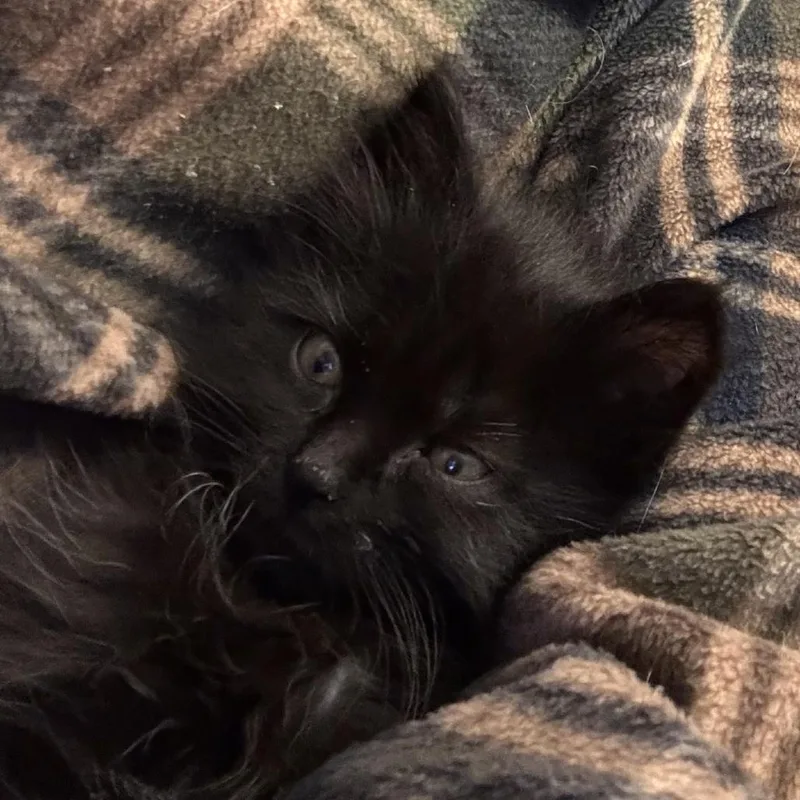 Soot Sprite thumbnail 2