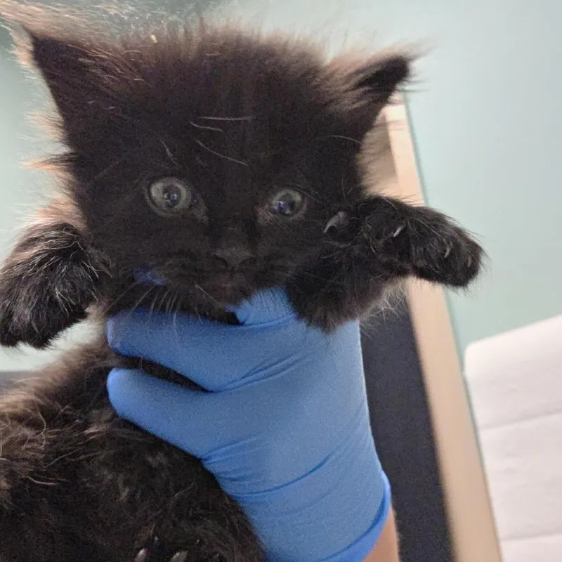 Soot Sprite thumbnail 3