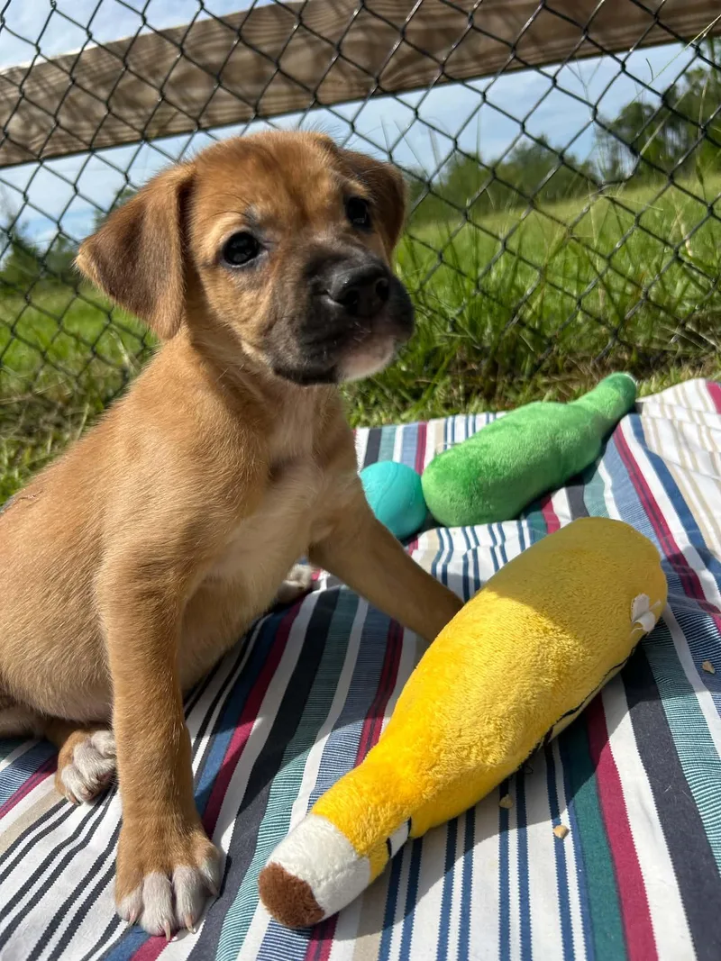 A baby large-sized female Labrador Retriever dog named Indy for adoption in Tarrytown, GA