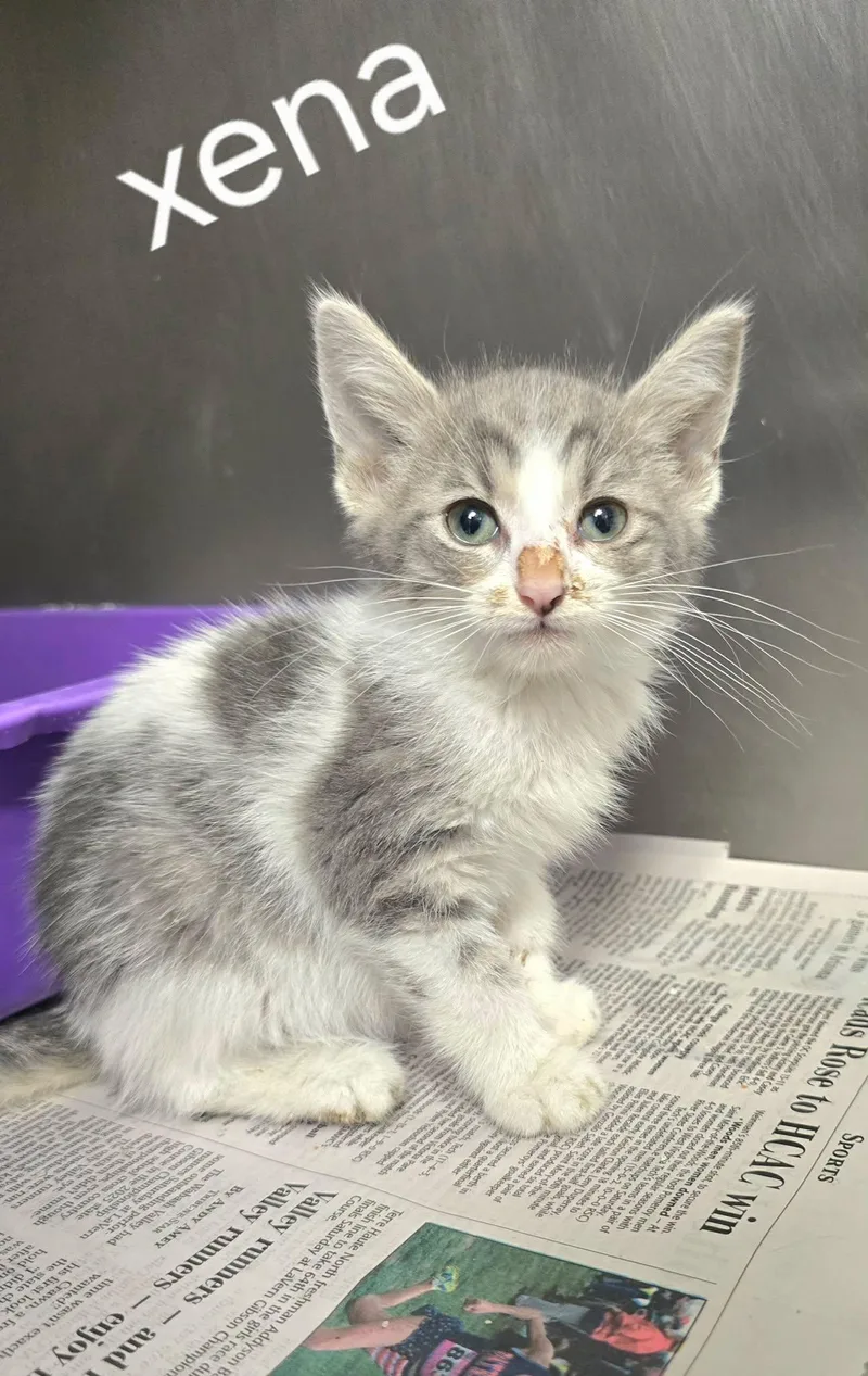 A young medium-sized female Gray & White Domestic Short Hair cat named Xena for adoption in Sullivan, IN