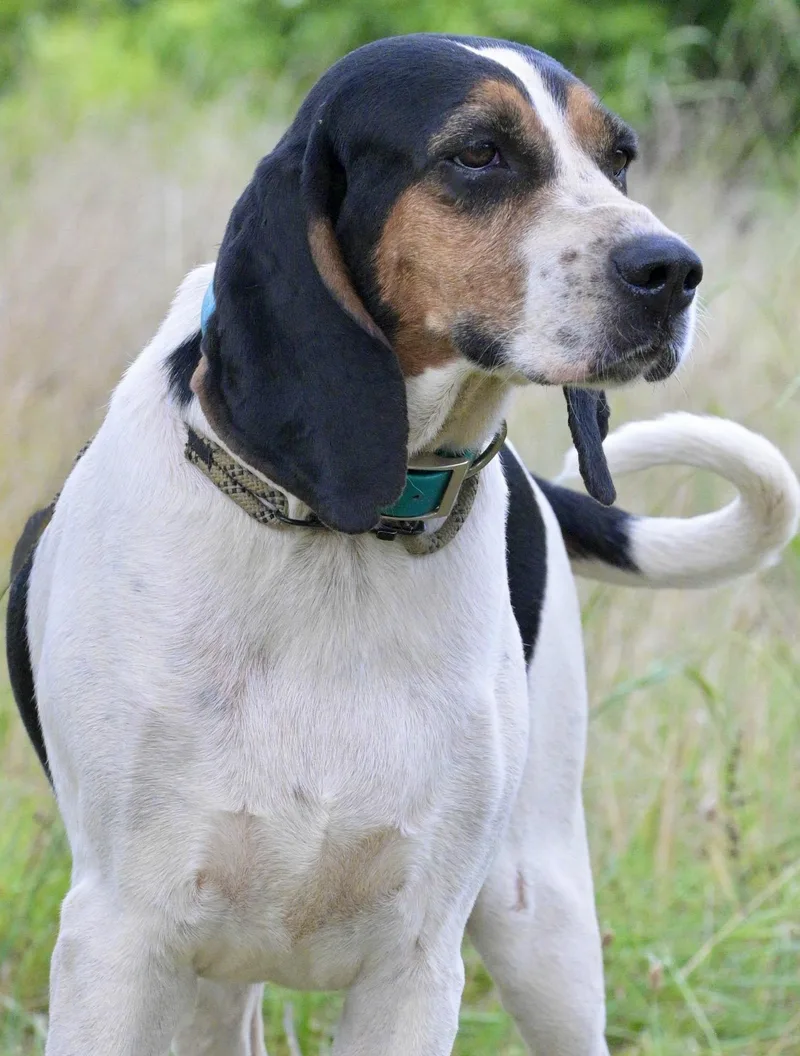 A young medium-sized female Tricolor (Brown, Black, & White) Treeing Walker Coonhound dog named Fern for adoption in Okolona, MS