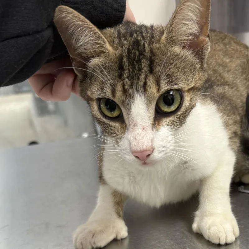 A young medium-sized female Domestic Short Hair cat named Topanga for adoption in Columbiana, AL