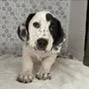 A baby medium-sized female White / Cream Mixed Breed dog named Joy for adoption in Tampa, FL