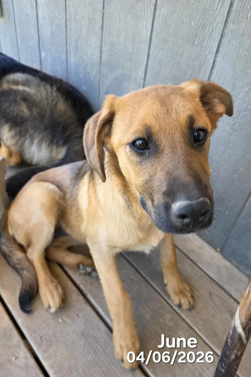 A baby medium-sized female Bicolor Black Mouth Cur dog named June for adoption in Warren, RI