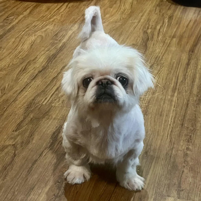 A senior small-sized female Yellow / Tan / Blond / Fawn Pekingese dog named Boo for adoption in Broken Arrow, OK
