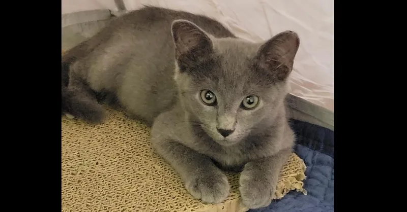A baby small-sized male Gray / Blue / Silver Domestic Short Hair cat named Pepper for adoption in Salisbury, NC