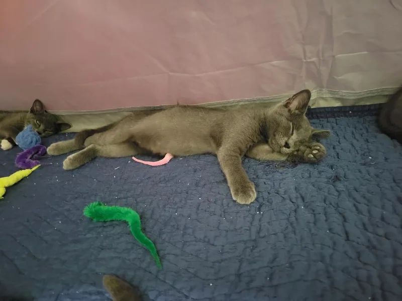 Pepper thumbnail 2