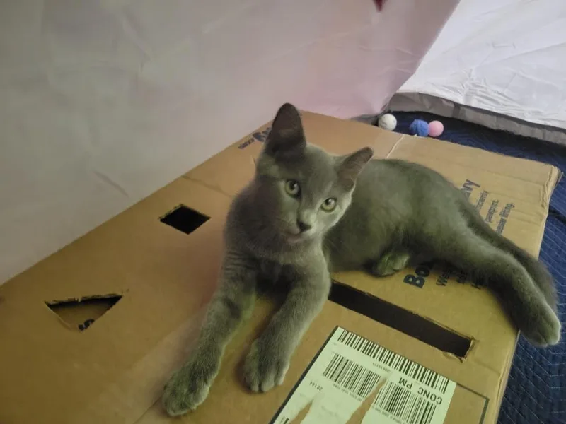 Pepper thumbnail 3