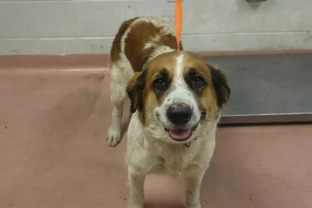 An adult large-sized female Mixed Breed dog named Snap for adoption in Columbia, SC