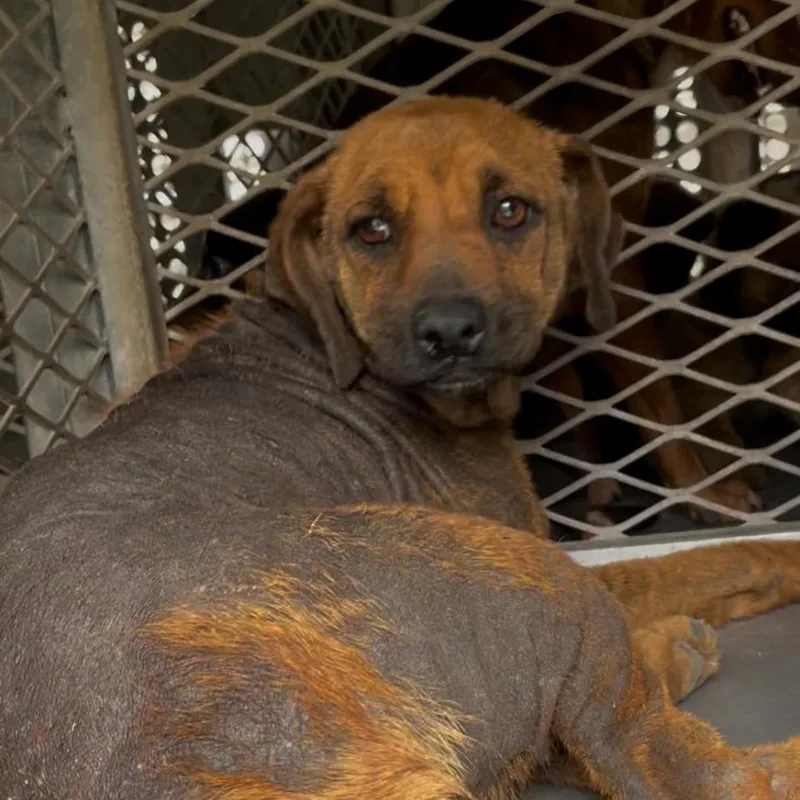 An adult medium-sized female Brown / Chocolate Shepherd dog named Sabine for adoption in Edinburg, TX