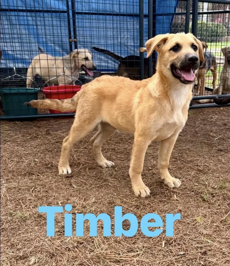 Timber
