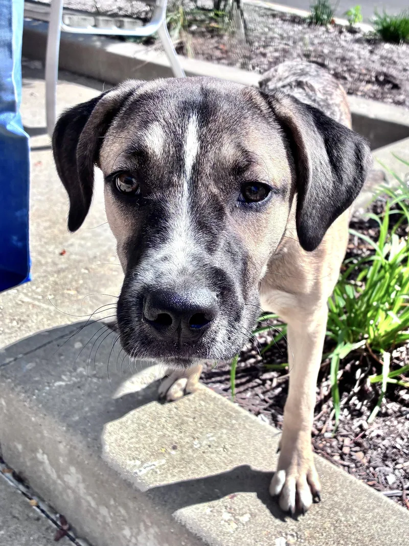 A baby medium-sized female Shepherd dog named Zassy for adoption in West Chicago, IL