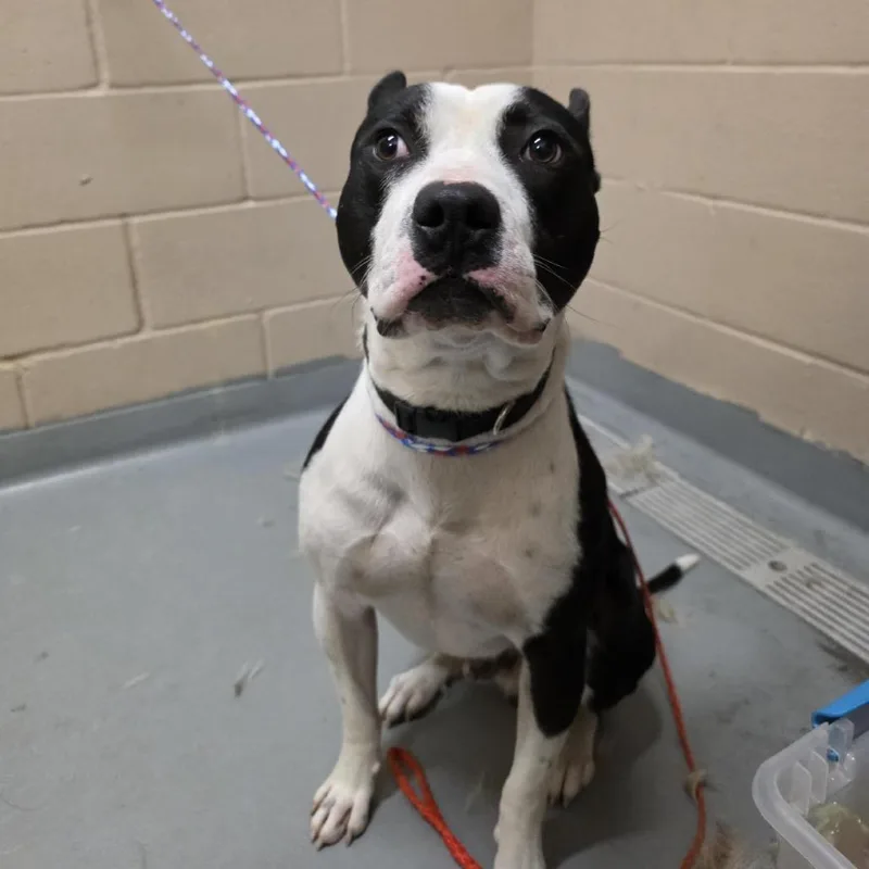 An adult medium-sized male Black Pit Bull Terrier dog named Thackery for adoption in Tacoma, WA