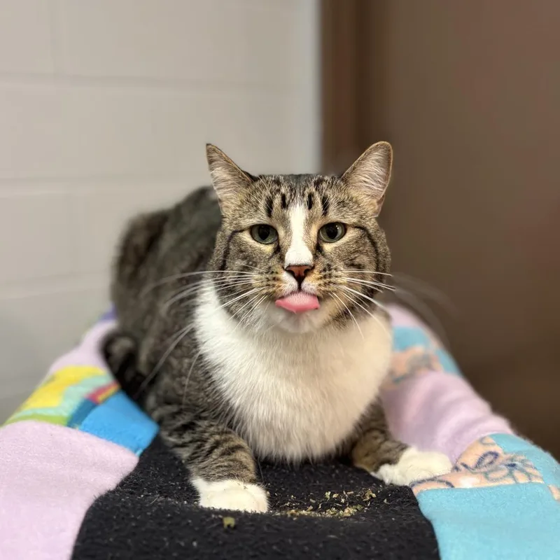 An adult small-sized male Domestic Short Hair cat named Baxter for adoption in Fargo, ND