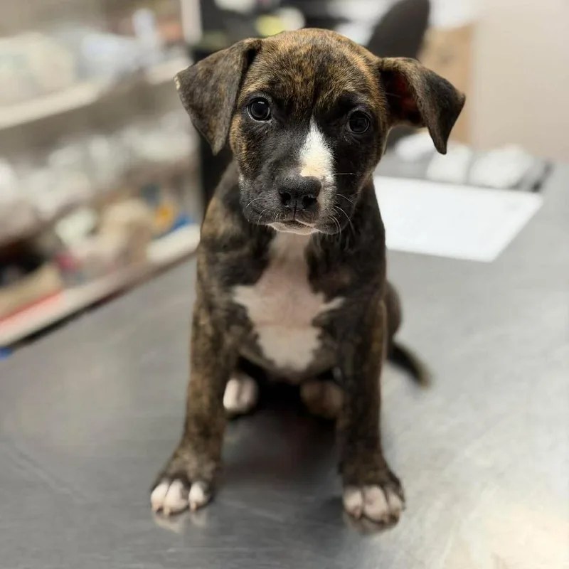 A baby small-sized female Brindle Mixed Breed dog named Quartz for adoption in Buffalo, MN
