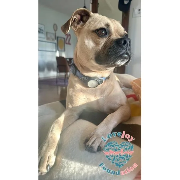 An adult medium-sized female Yellow / Tan / Blond / Fawn Puggle dog named Penn for adoption in Inglewood, CA
