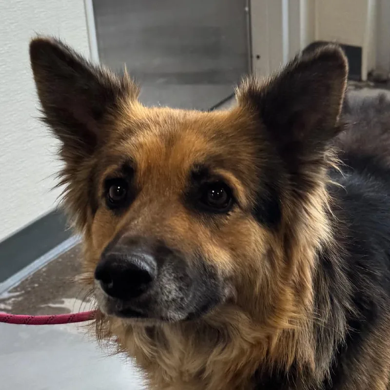 An adult medium-sized male Black Mixed Breed dog named Mose for adoption in Las Cruces, NM