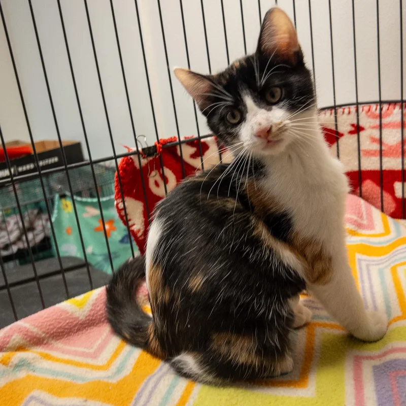A baby medium-sized female Calico Domestic Short Hair cat named Stella for adoption in Overland Park, KS