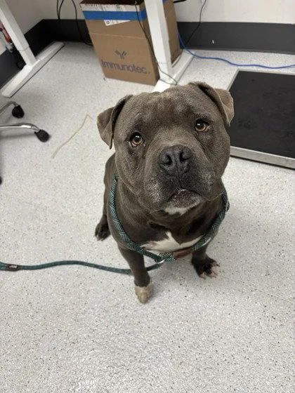 A young large-sized male American Bulldog dog named Boomer for adoption in Oakland, CA