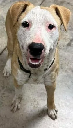 A baby large-sized male Terrier dog named Brownie for adoption in Lampasas, TX