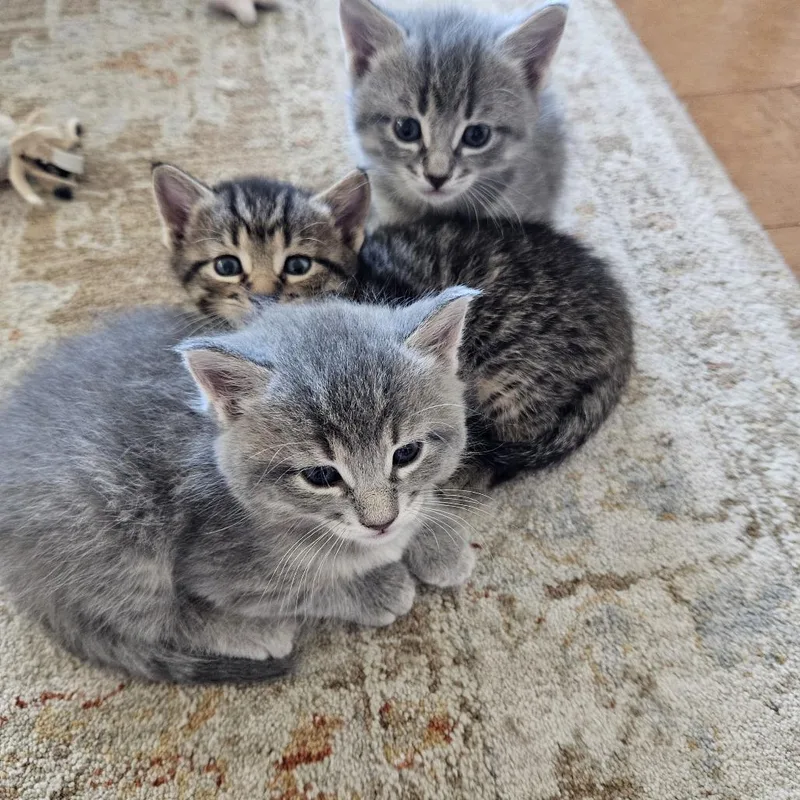 A baby small-sized male Gray / Blue / Silver Domestic Short Hair cat named Kona for adoption in Traverse City, MI
